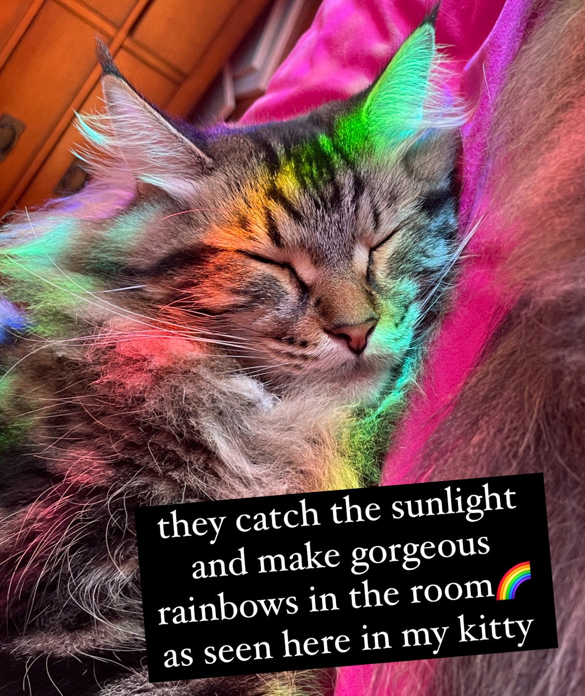 Feral Suncatcher Window Decal