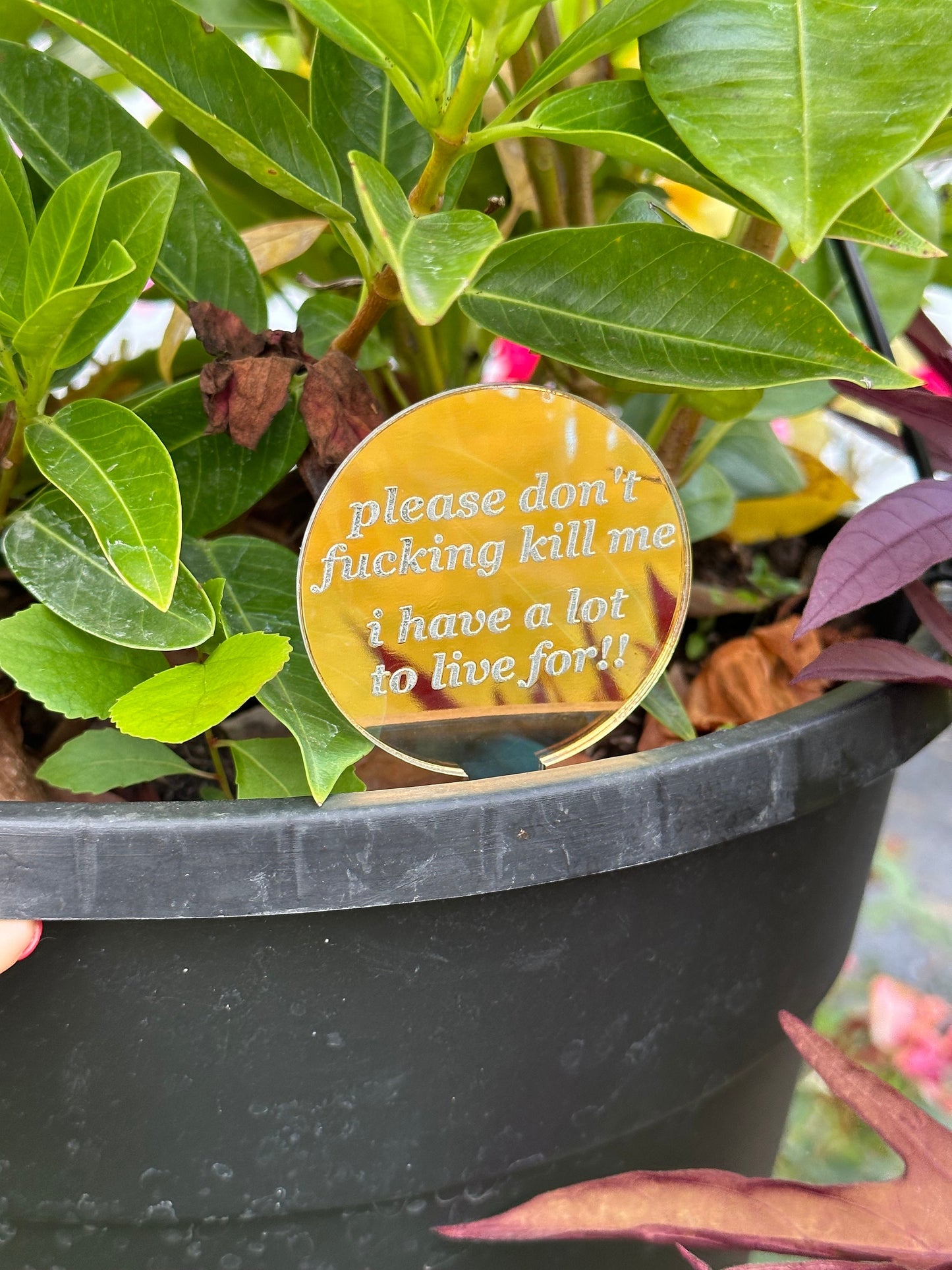 Please Don’t Fucking Kill Me! Iridescent Acrylic Plant Stake